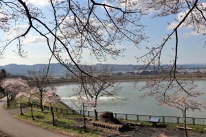 山本山調整池の桜の画像